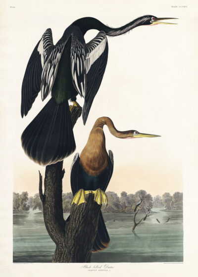 Plakat Kormoran Czarny - Audubon Birds of America 1838