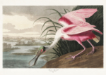 Plakat Roseate Spoonbill - różowy ibis wędkujący Audubon