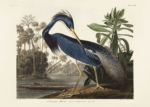 Plakat Czapla Trikolorowa Louisiana Heron Audubon vintage