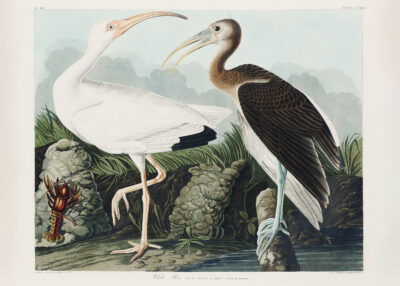 Plakat Biały Ibis Johna Jamesa Audubona z Birds of America