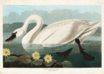 Plakat Łabędź amerykański John James Audubon ptaki Ameryki