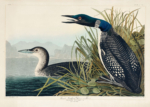 Plakat Ptaki Ameryki - Nur lodowiec John James Audubon