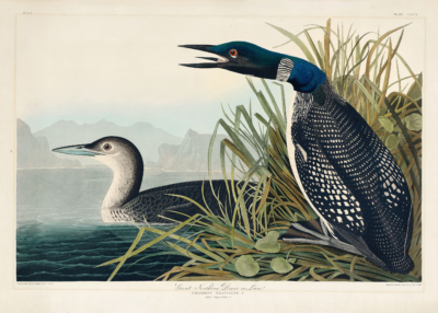 Plakat Ptaki Ameryki - Nur lodowiec John James Audubon