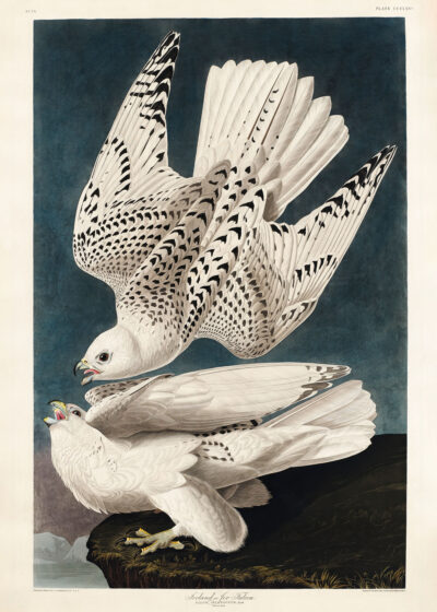 Plakat Sokoły norweskie białozory - John James Audubon