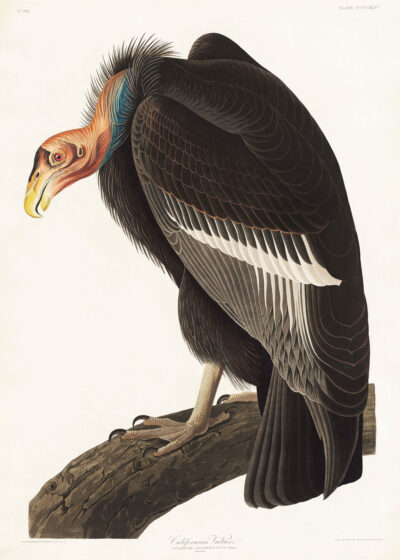 Plakat Sęp Kondor kalifornijski John James Audubon Birds of America