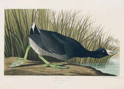 Plakat Łyska amerykańska - ornitologiczna ilustracja Audubona