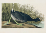 Plakat Łyska amerykańska - ornitologiczna ilustracja Audubona