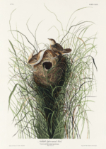 Plakat Gniazdo strzyżyka - ilustracja Audubona