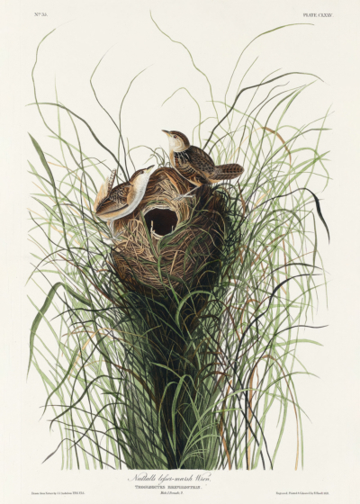 Plakat Gniazdo strzyżyka - ilustracja Audubona
