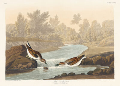 Plakat Biegus malutki - ornitologiczna ilustracja Audubona