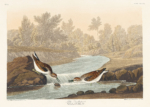 Plakat Biegus malutki - ornitologiczna ilustracja Audubona