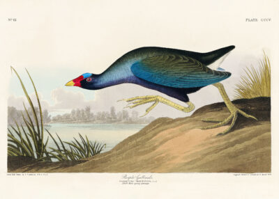 Plakat Kokoszka kurka wodna John James Audubon ptaki Ameryki