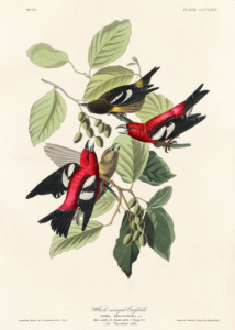 Plakat Ptaki Ameryki - Kolorowe grzbiecie Johna Audubona