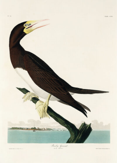 Plakat Booby Gannet - ornitologiczna ilustracja Audubona