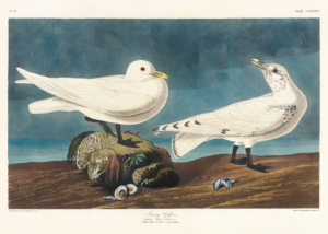 Plakat Mewy Audubona ptaki morskie z Birds of America