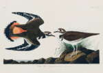 Plakat Killdeer Plover - ptaki Ameryki J.J. Audubon
