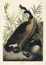 Plakat Gęś kanadyjska John James Audubon Birds of America