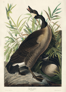 Plakat Gęś kanadyjska John James Audubon Birds of America