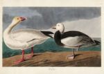 Plakat Gęsi śnieżne John James Audubon ptaki Ameryki