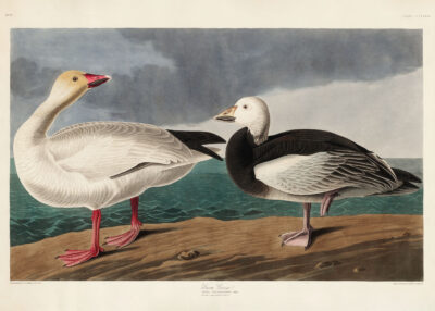 Plakat Gęsi śnieżne John James Audubon ptaki Ameryki