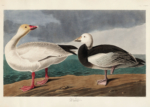 Plakat Gęsi śnieżne John James Audubon ptaki Ameryki