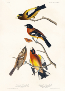 Plakat Ptaki Ameryki - kolorowe śpiewaki Audubona
