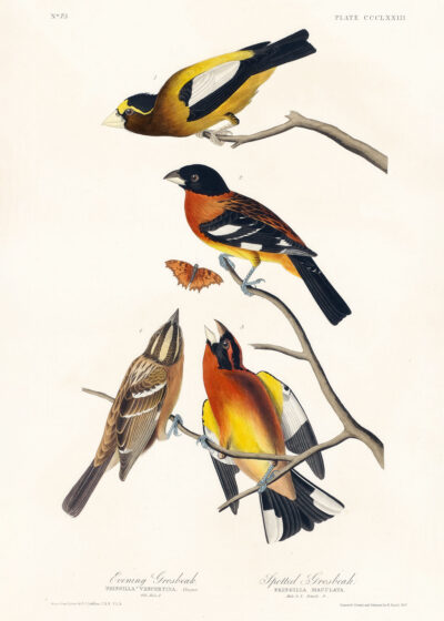 Plakat Ptaki Ameryki - kolorowe śpiewaki Audubona