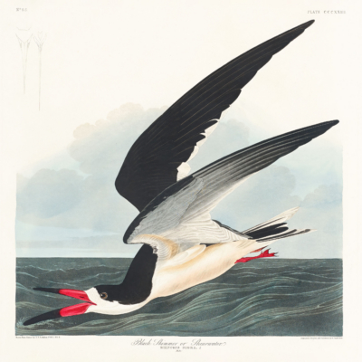 Plakat Rybitwa czarnoskrzydła z dzieła Birds of America
