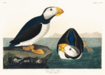 Plakat Maskonur Czarnogłowy - ilustracja Audubona z Birds of America