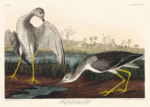 Plakat Brodziec żółtonogi John James Audubon ptaki Ameryki