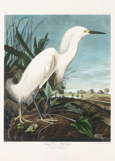 Plakat Czapla biała Audubon Birds of America