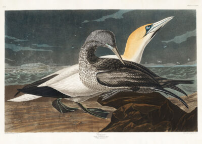 Plakat Gannet - ornitologiczna ilustracja Johna Jamesa Audubona