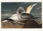 Plakat Gannet - ornitologiczna ilustracja Johna Jamesa Audubona