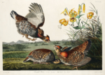 Plakat Cietrzew preriowy - John James Audubon Birds of America