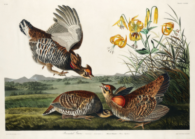 Plakat Cietrzew preriowy - John James Audubon Birds of America