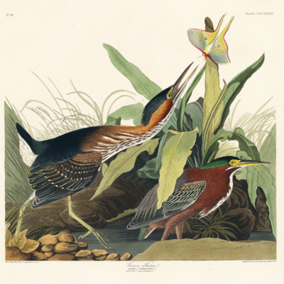 Plakat Zielona Czapla Audubona z dzieła Birds of America