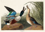 Plakat Shoveller Ducks - kaczki z ilustracji Audubona