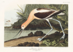 Plakat Amerykański Awocet - ilustracja Johna Jamesa Audubona