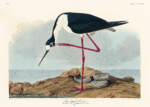 Plakat Długonoga Avoceta - John James Audubon Birds of America