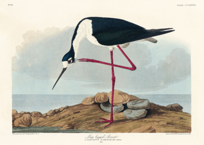 Plakat Długonoga Avoceta - John James Audubon Birds of America