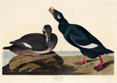 Plakat Velvet Duck - ptaki Ameryki Johna Jamesa Audubona