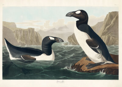 Plakat Alka olbrzymia - ilustracja Johna Jamesa Audubona