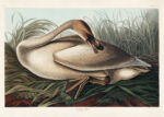 Plakat Łabędź trąbiący - ilustracja Johna Jamesa Audubona