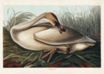 Plakat Łabędź trąbiący - ilustracja Johna Jamesa Audubona