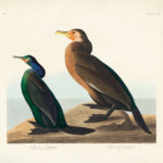 Plakat Kormoran czubaty i townsend - John James Audubon