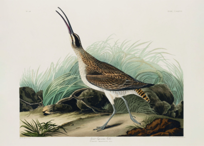 Plakat Siewka zwyczajna - ilustracja Johna Jamesa Audubona