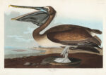 Plakat Pelikan Brunatny - ilustracja Johna Jamesa Audubona
