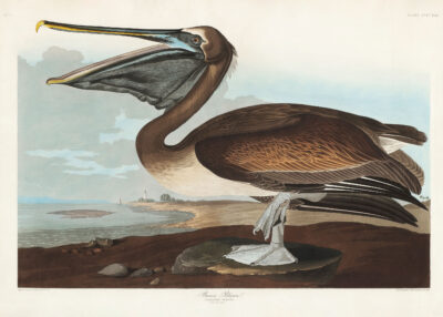 Plakat Pelikan Brunatny - ilustracja Johna Jamesa Audubona