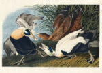 Plakat Eider Duck kaczki edredony John James Audubon