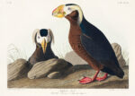 Plakat Tufted Auk - ilustracja ptaków Johna Jamesa Audubona